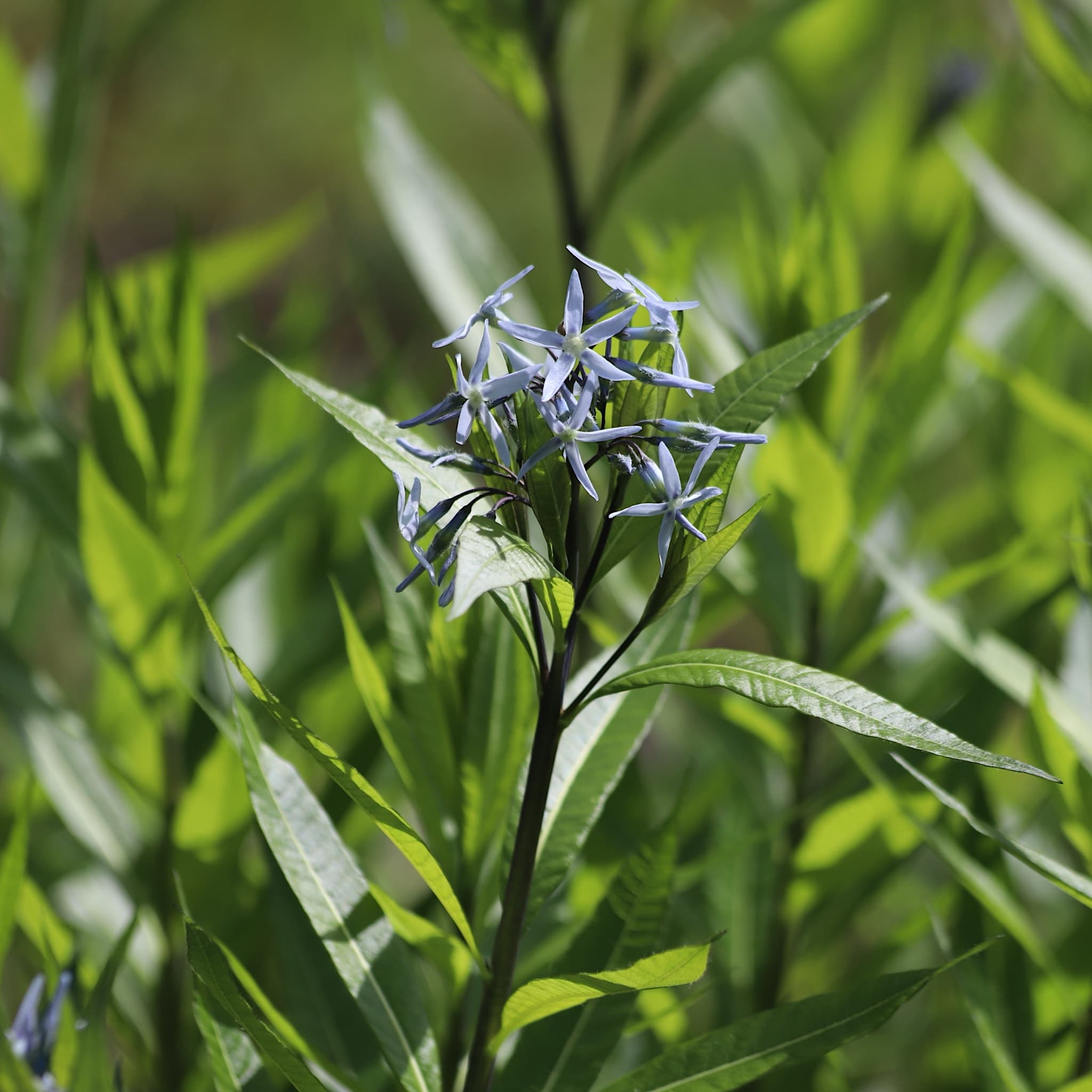 Amsonia tabernaemontana
