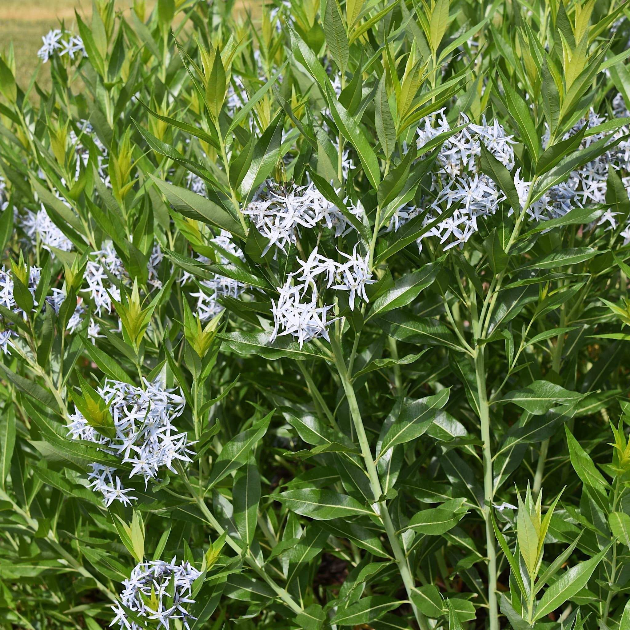 Amsonia tabernaemontana