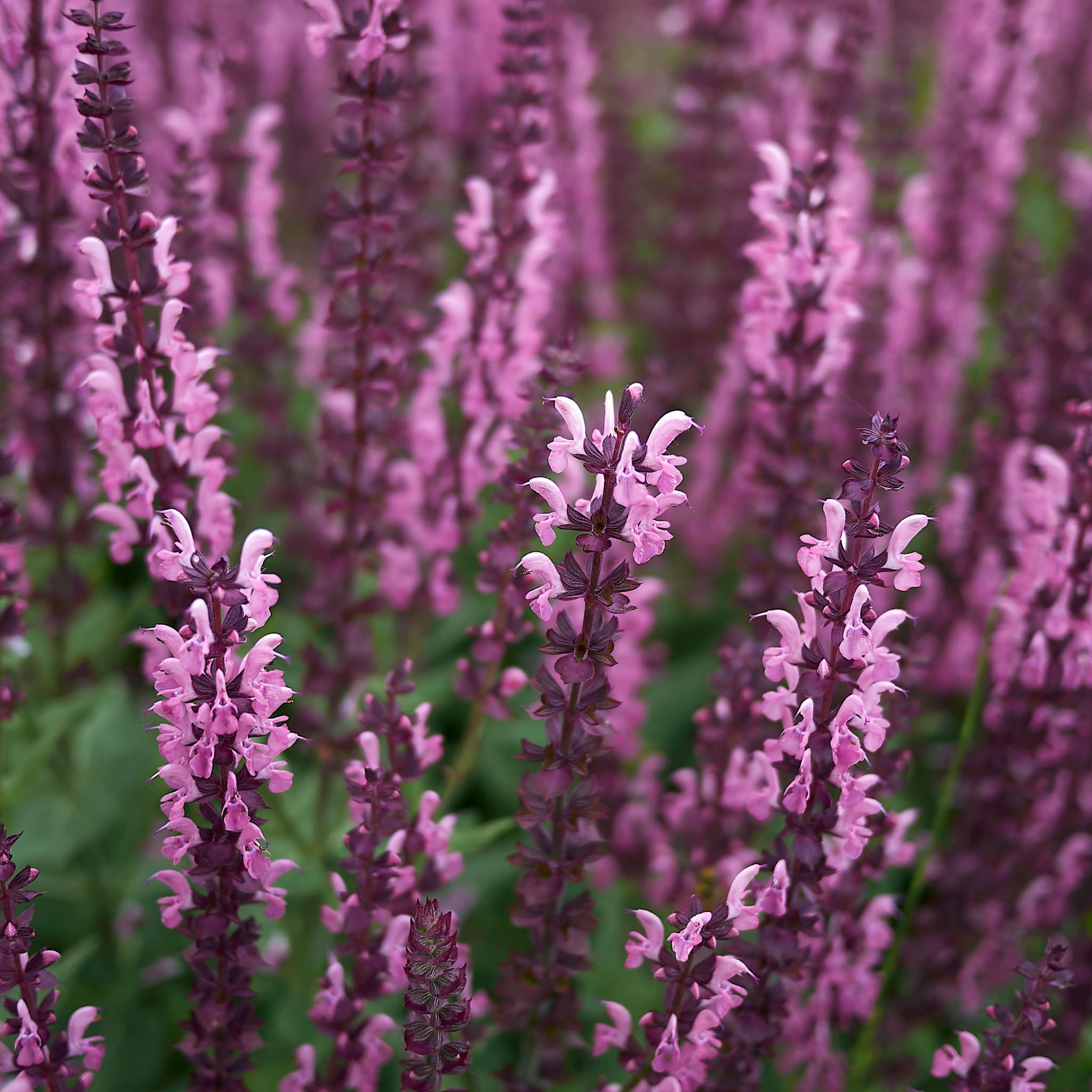 Salvia nem. 'Synchro Pink’
