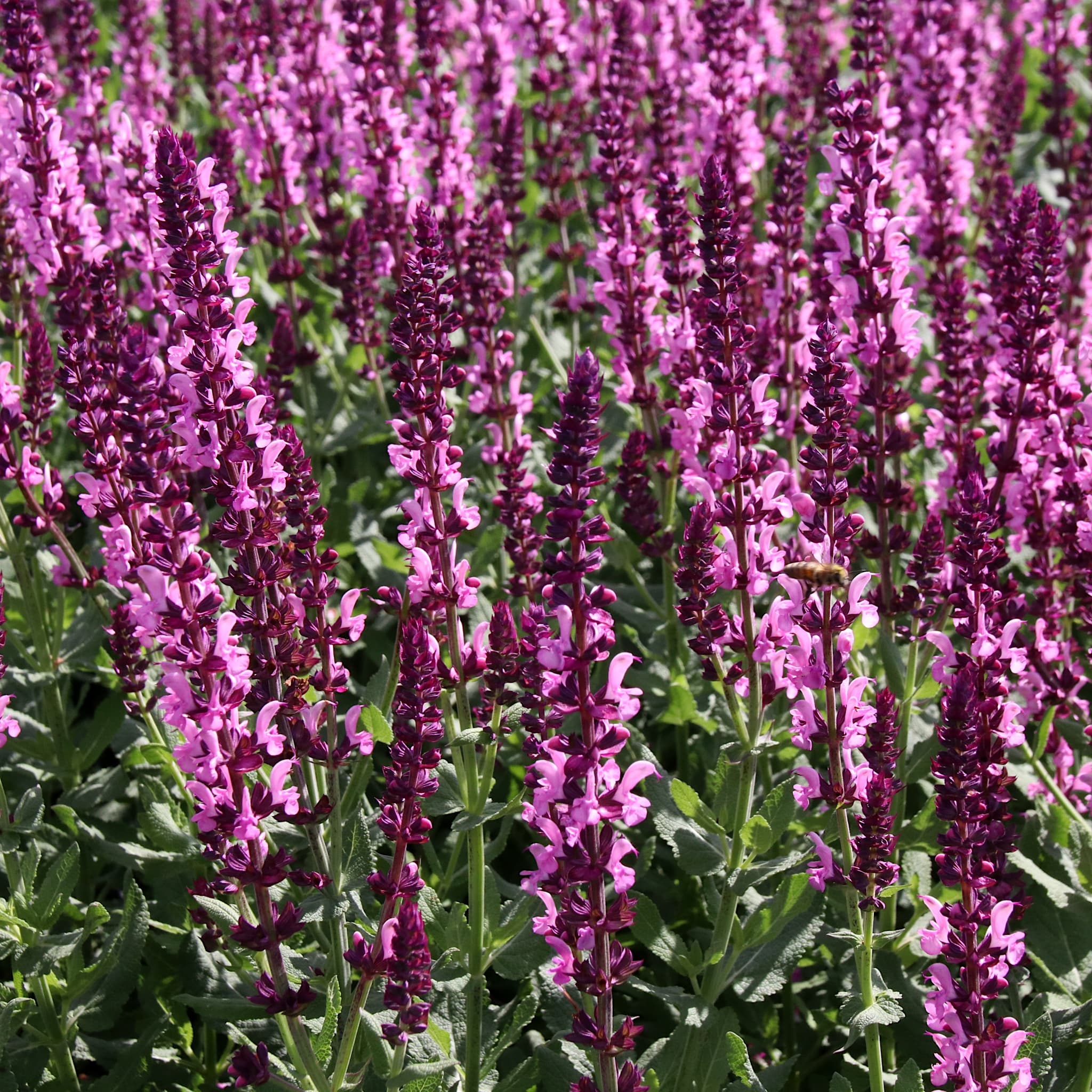 Salvia nem. 'Synchro Pink’