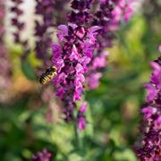 Salvia 'Rose Marvel'