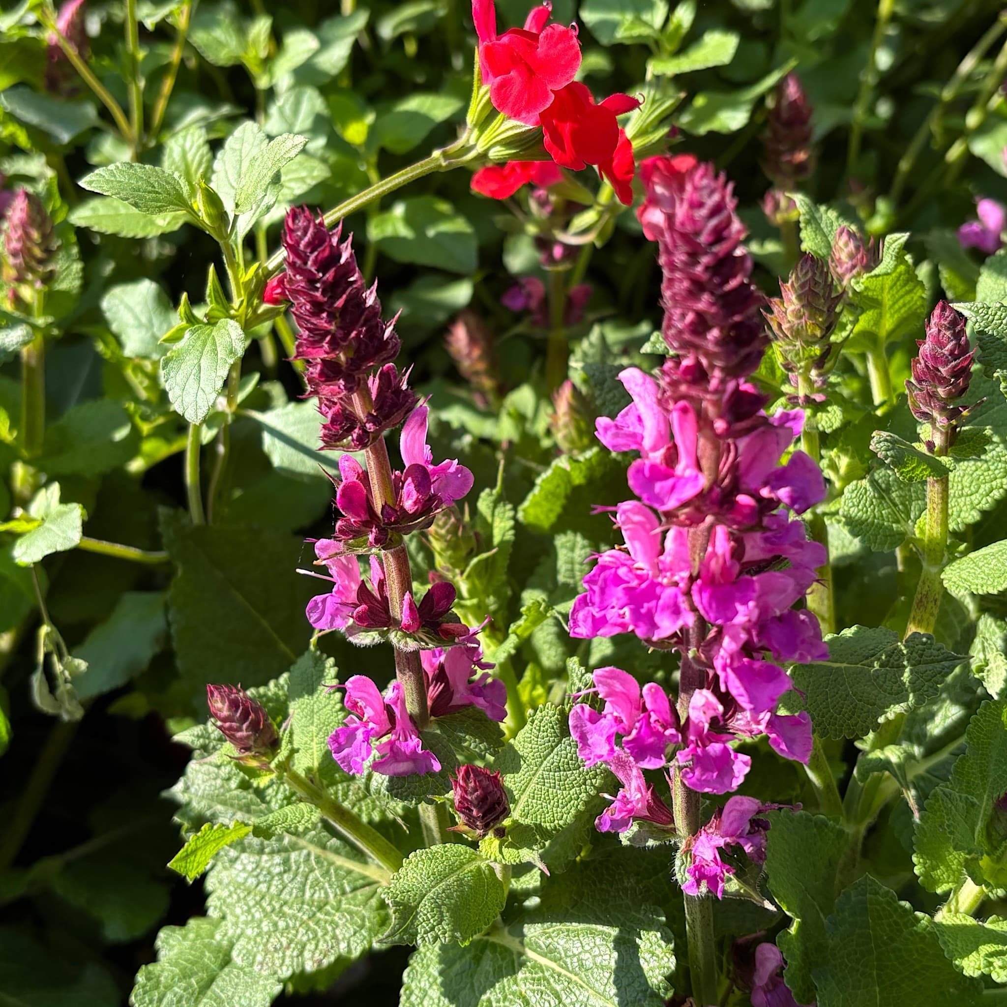 Salvia 'Rose Marvel'