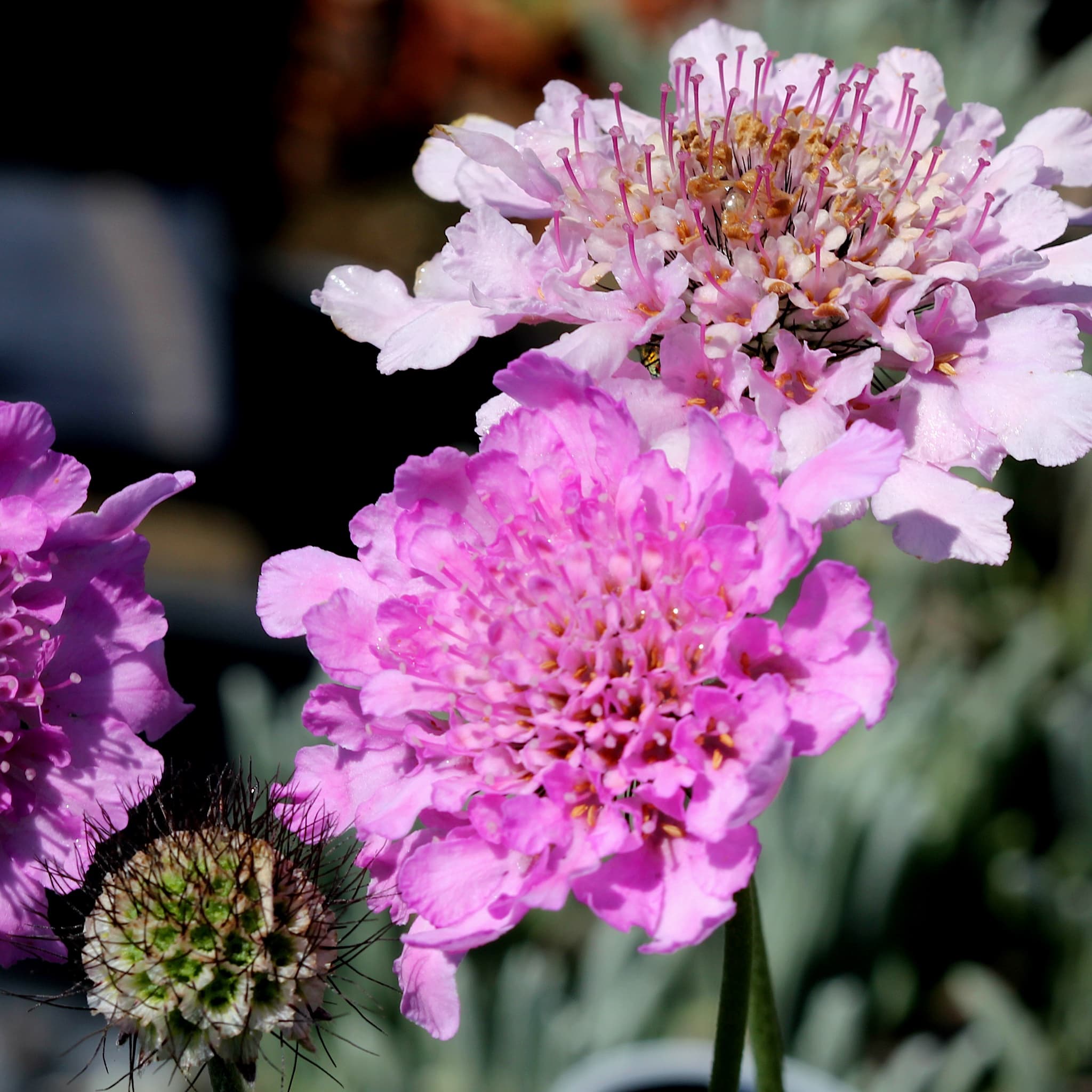 Scabiosa 'Flutter Rose Pink'