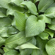 Hosta 'Royal Standard’