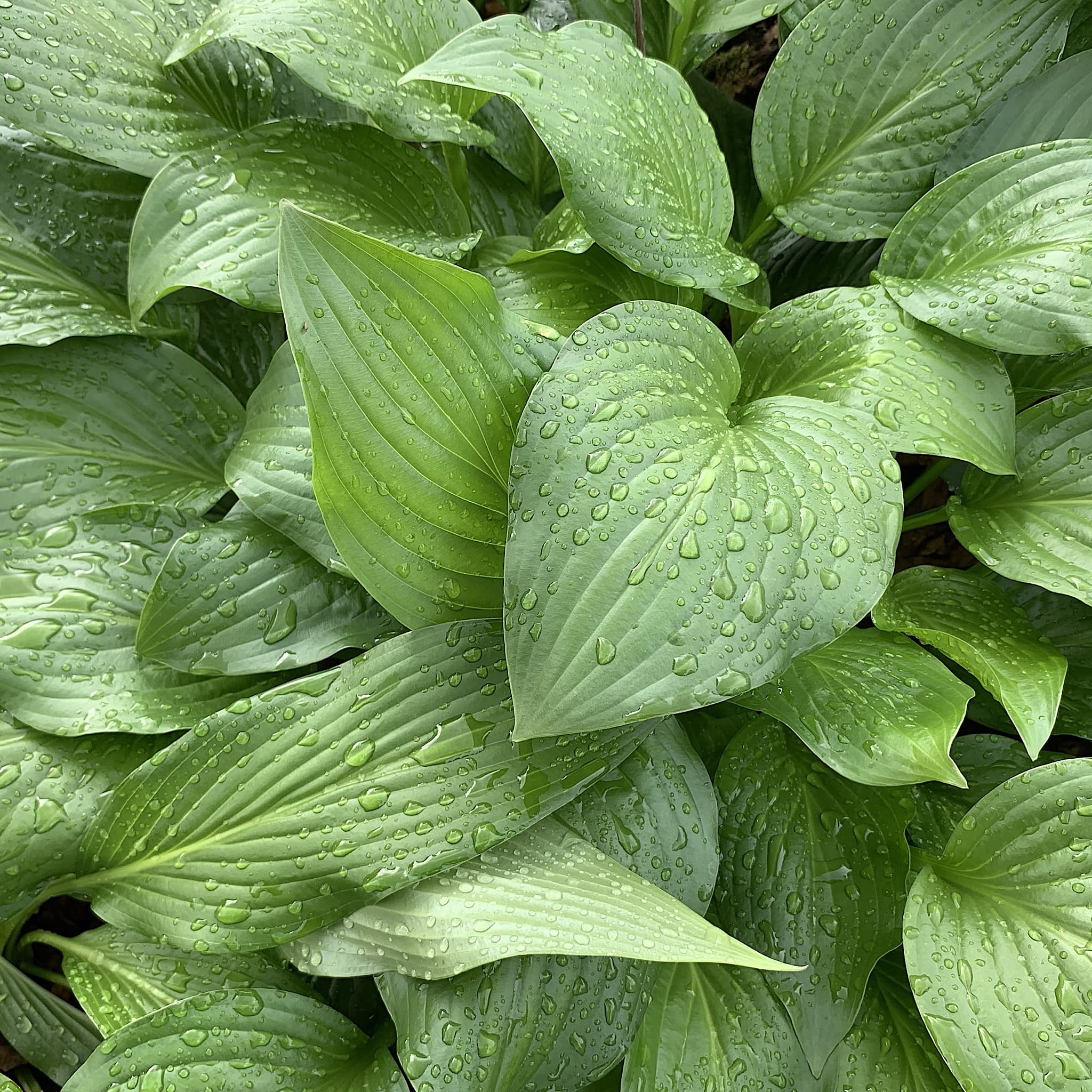 Hosta 'Royal Standard’