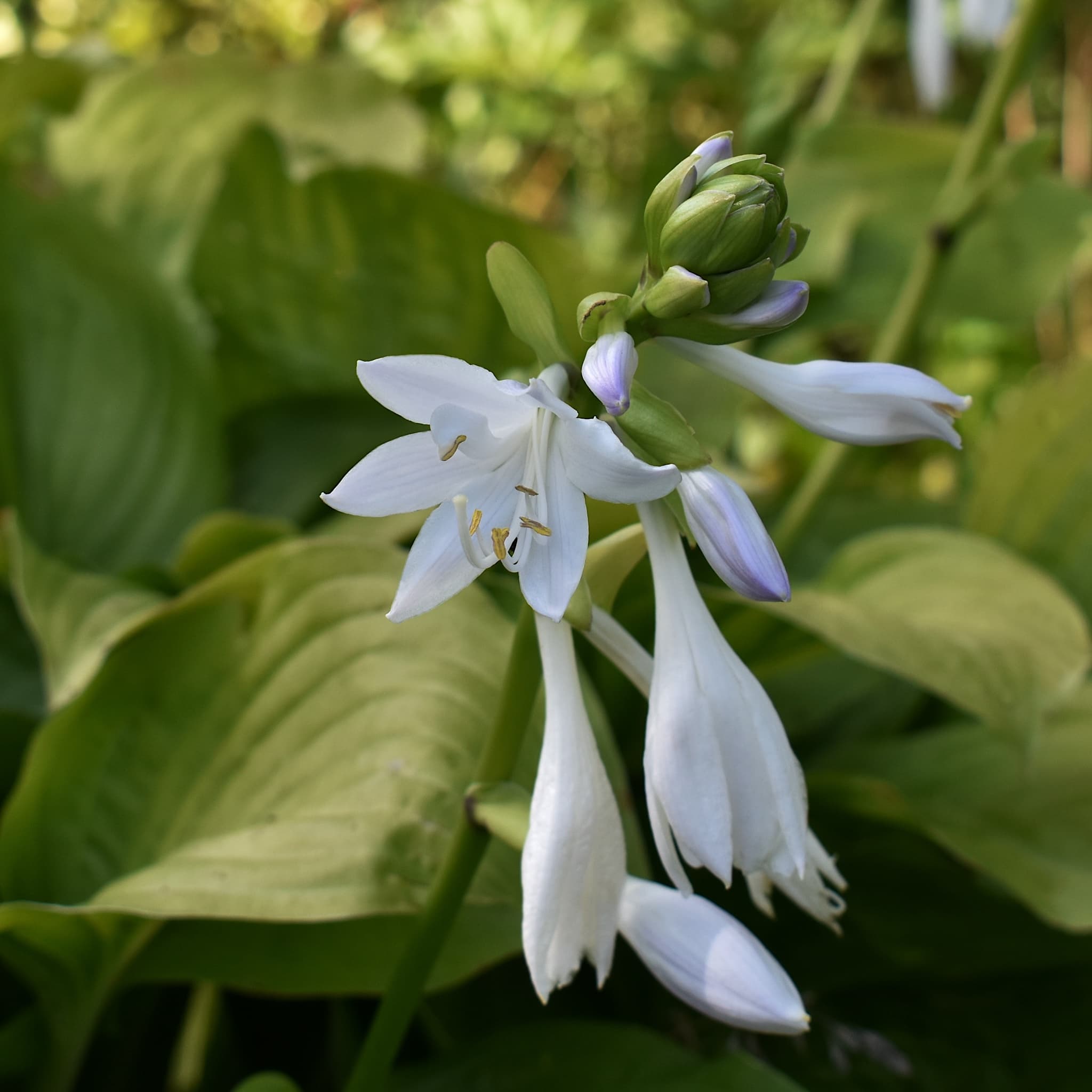 Hosta 'Royal Standard’