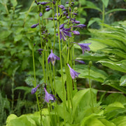 Hosta 'Hydon Sunset’