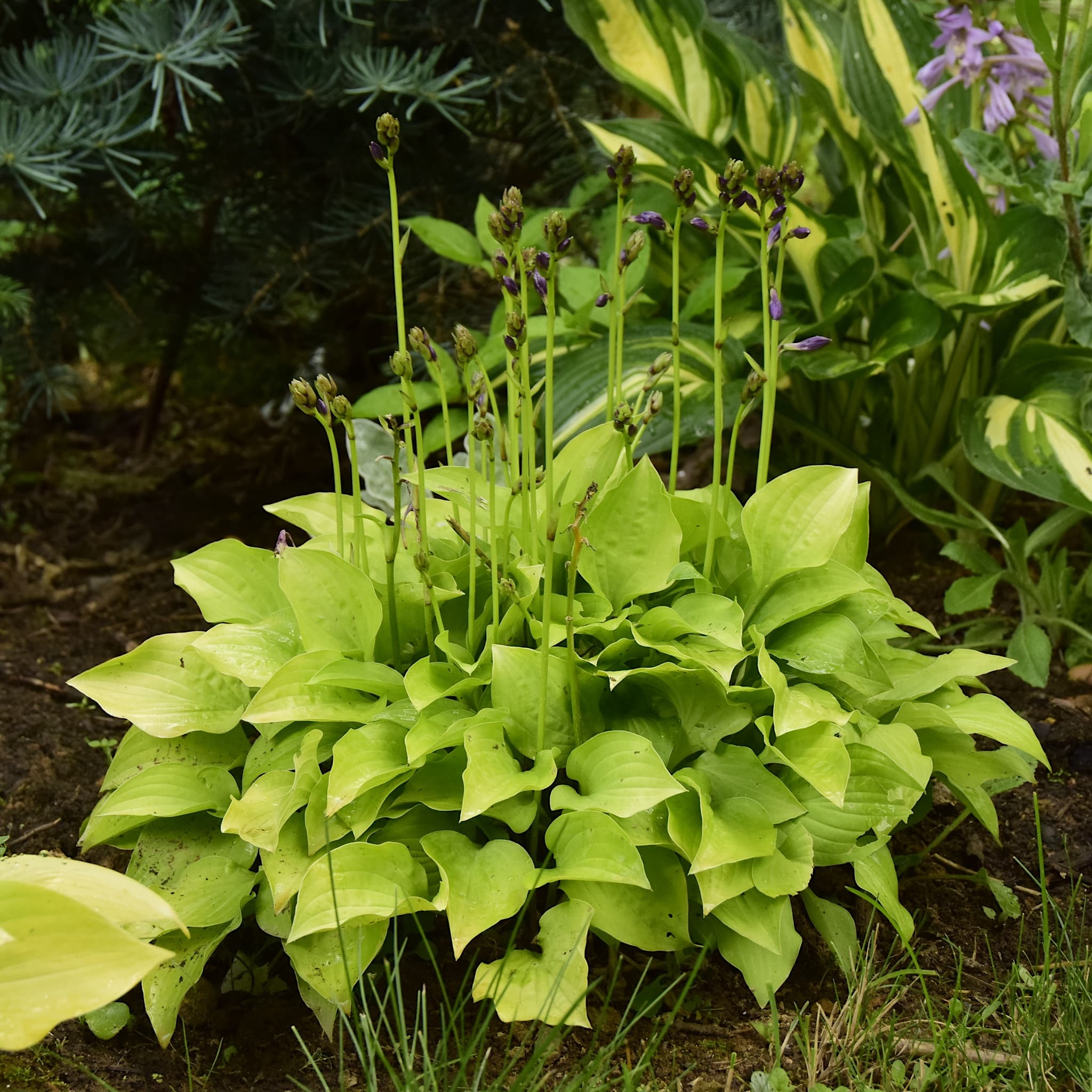 Hosta 'Hydon Sunset’