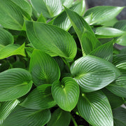 Hosta 'Devon Green'