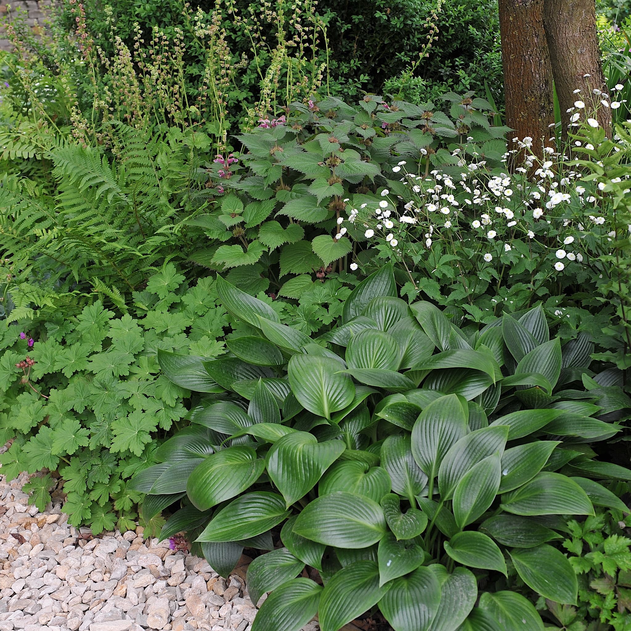 Hosta 'Devon Green'