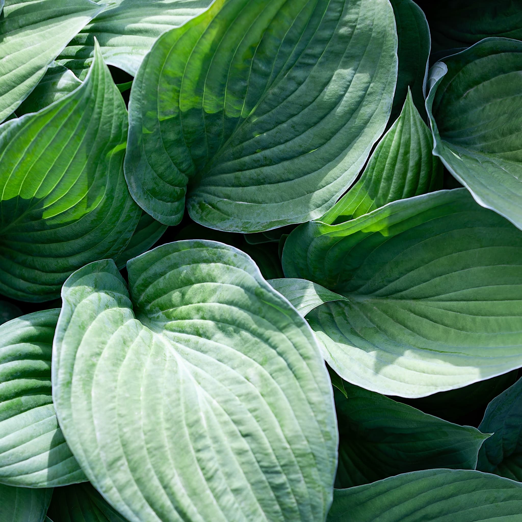 Hosta 'Big Daddy'