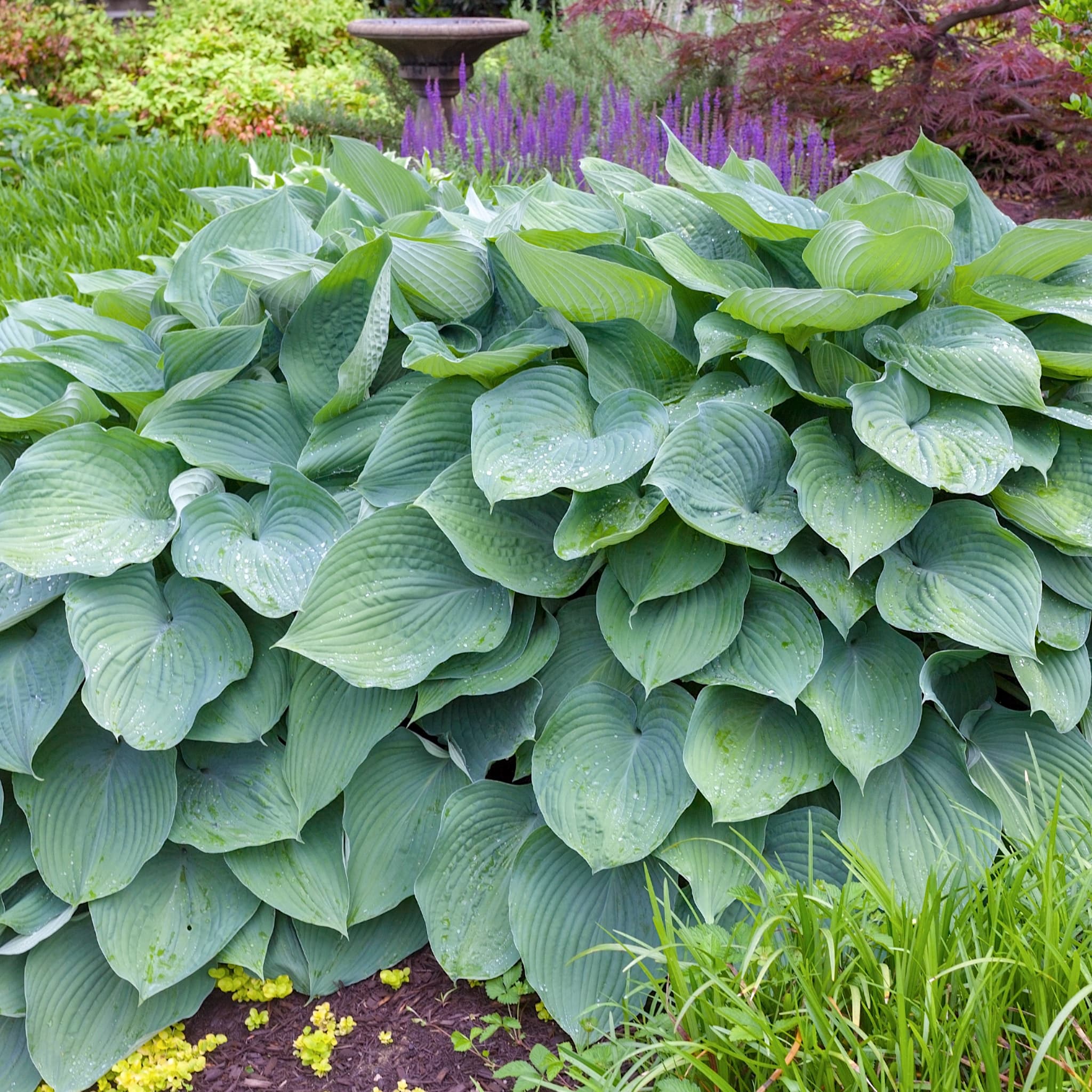Hosta 'Big Daddy'