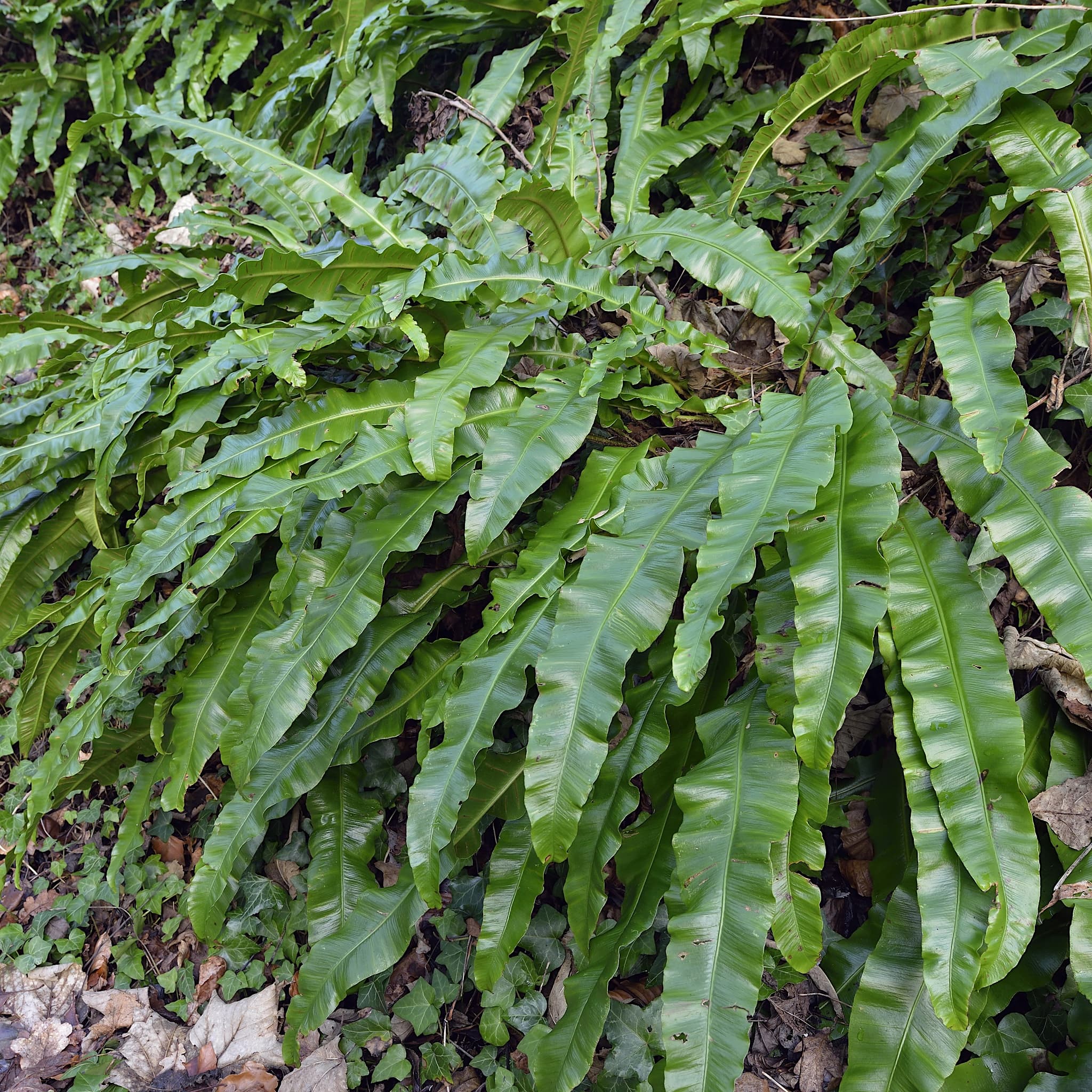 Asplenium scolopendrium