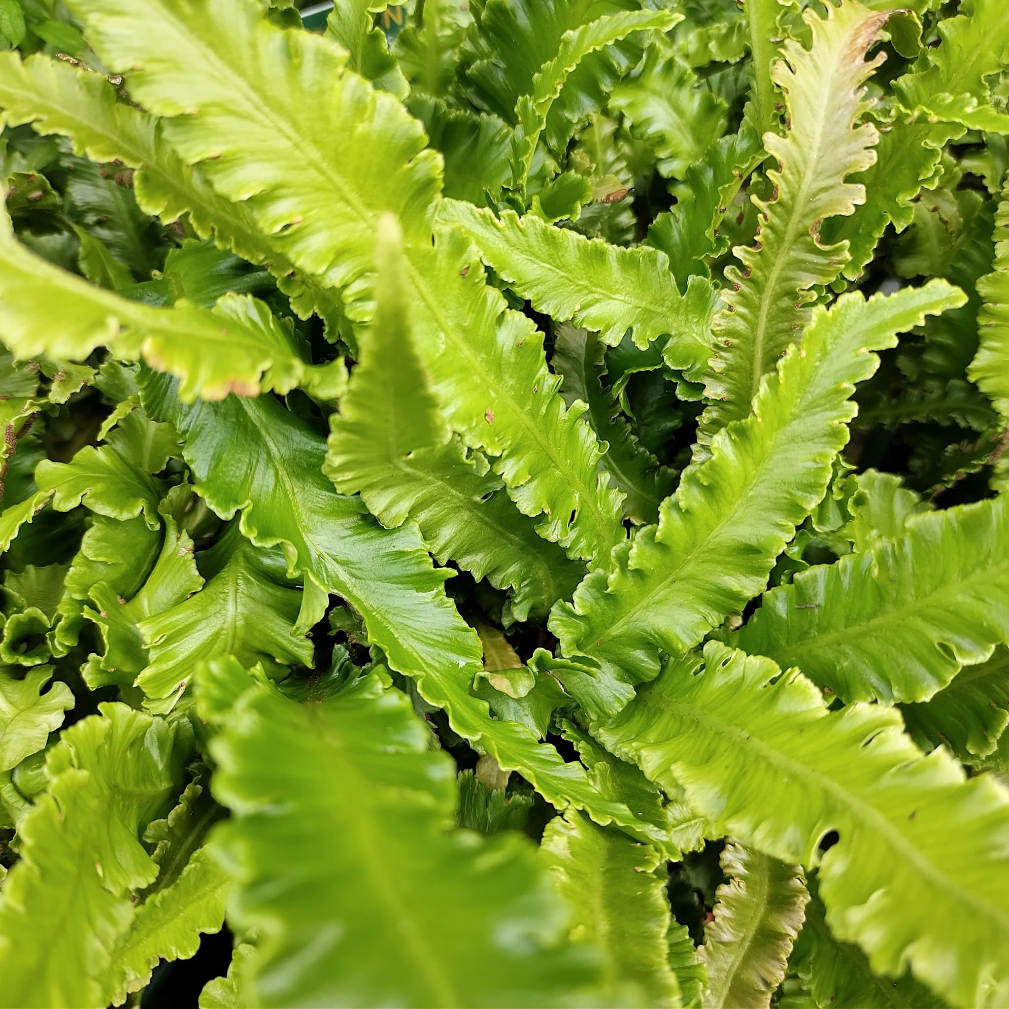 Asplenium scolopendrium 'Angustatum'