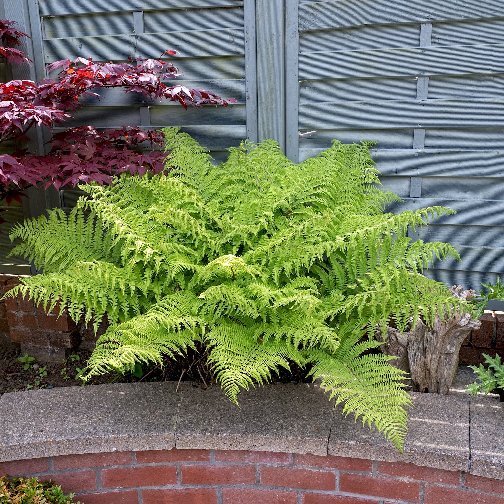 Athyrium filix-femina
