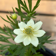Anemone multifida 'Annabella White'