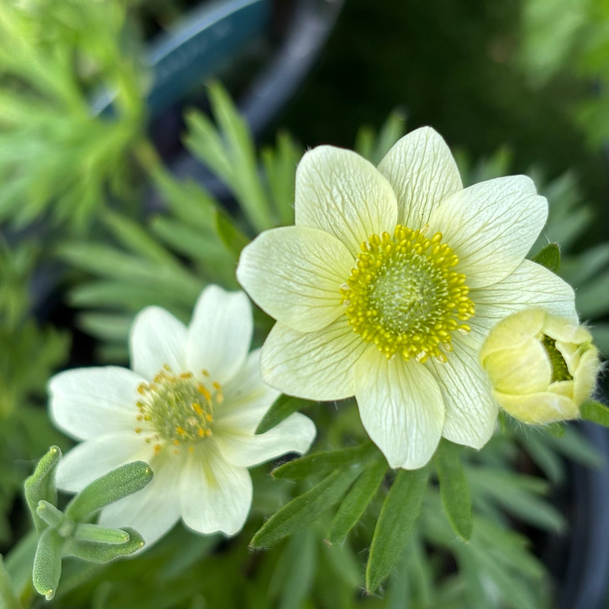 Anemone multifida 'Annabella White'