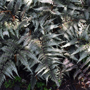 Athyrium niponicum var. pictum