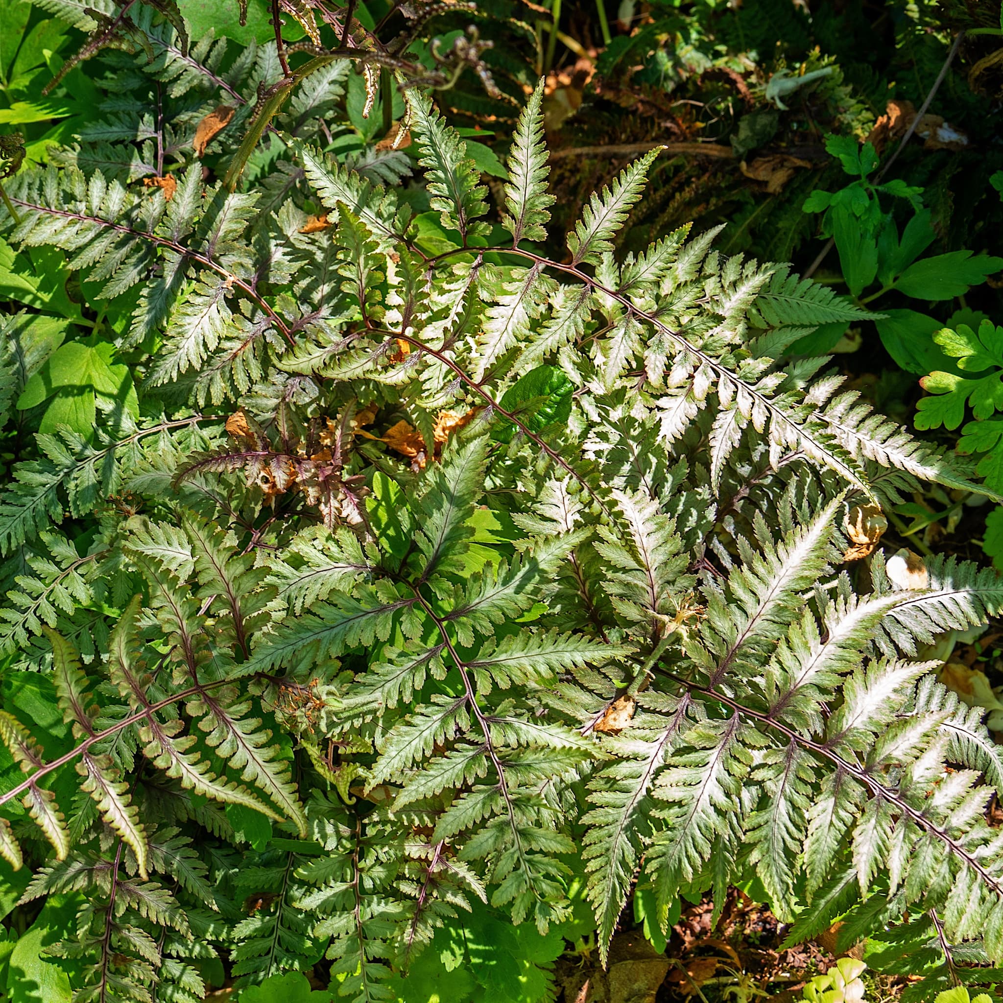 Athyrium niponicum var. pictum