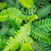 Blechnum spicant
