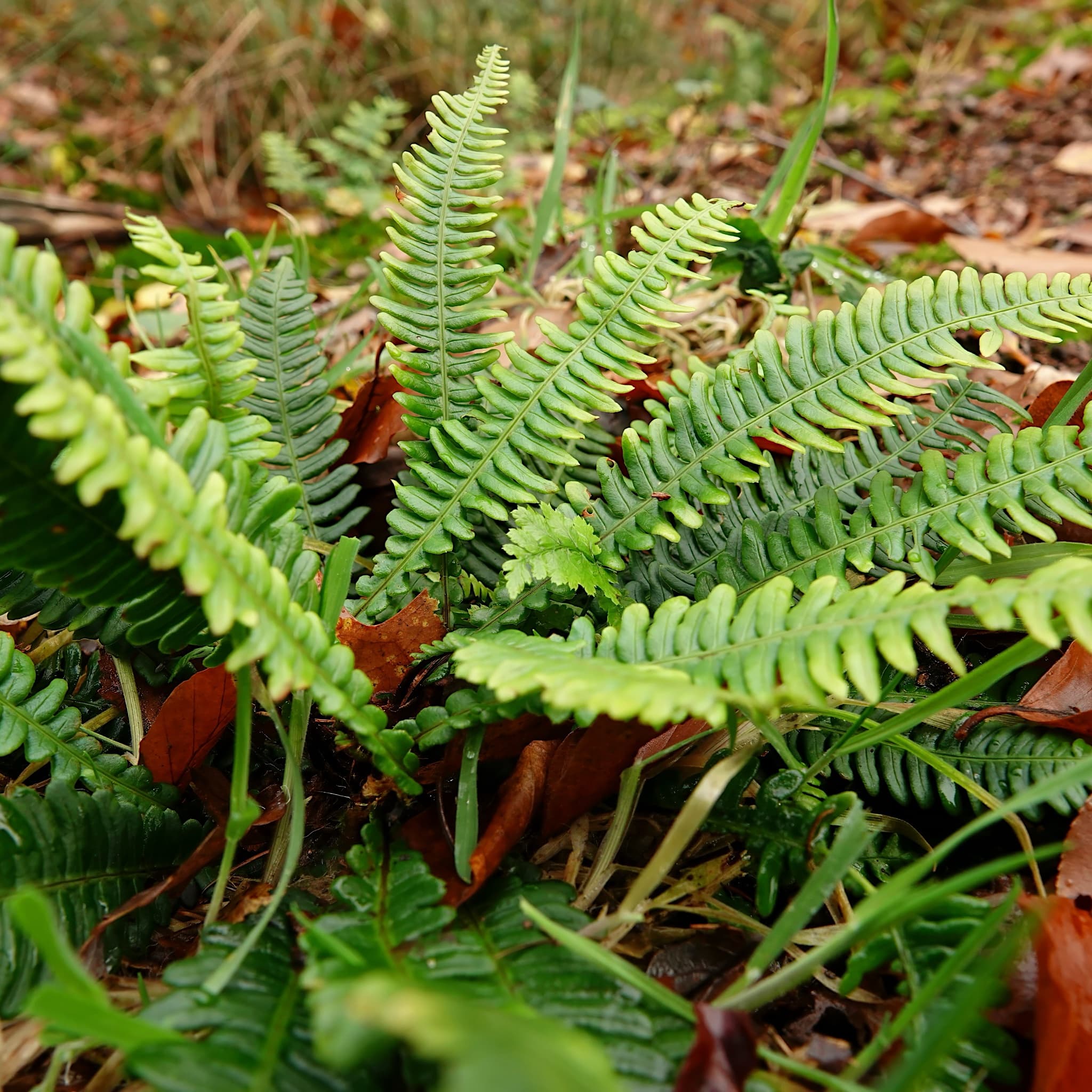 Blechnum spicant
