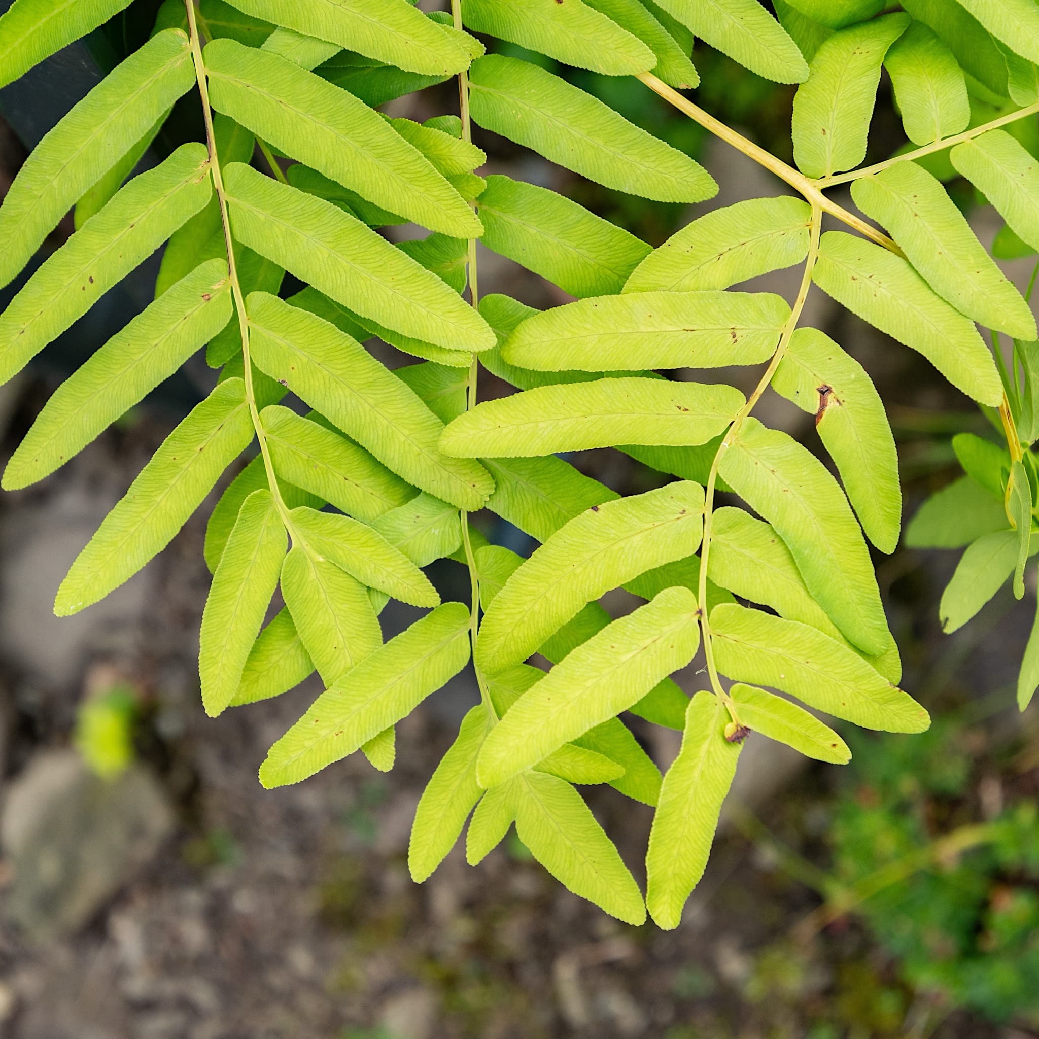 Osmunda regalis