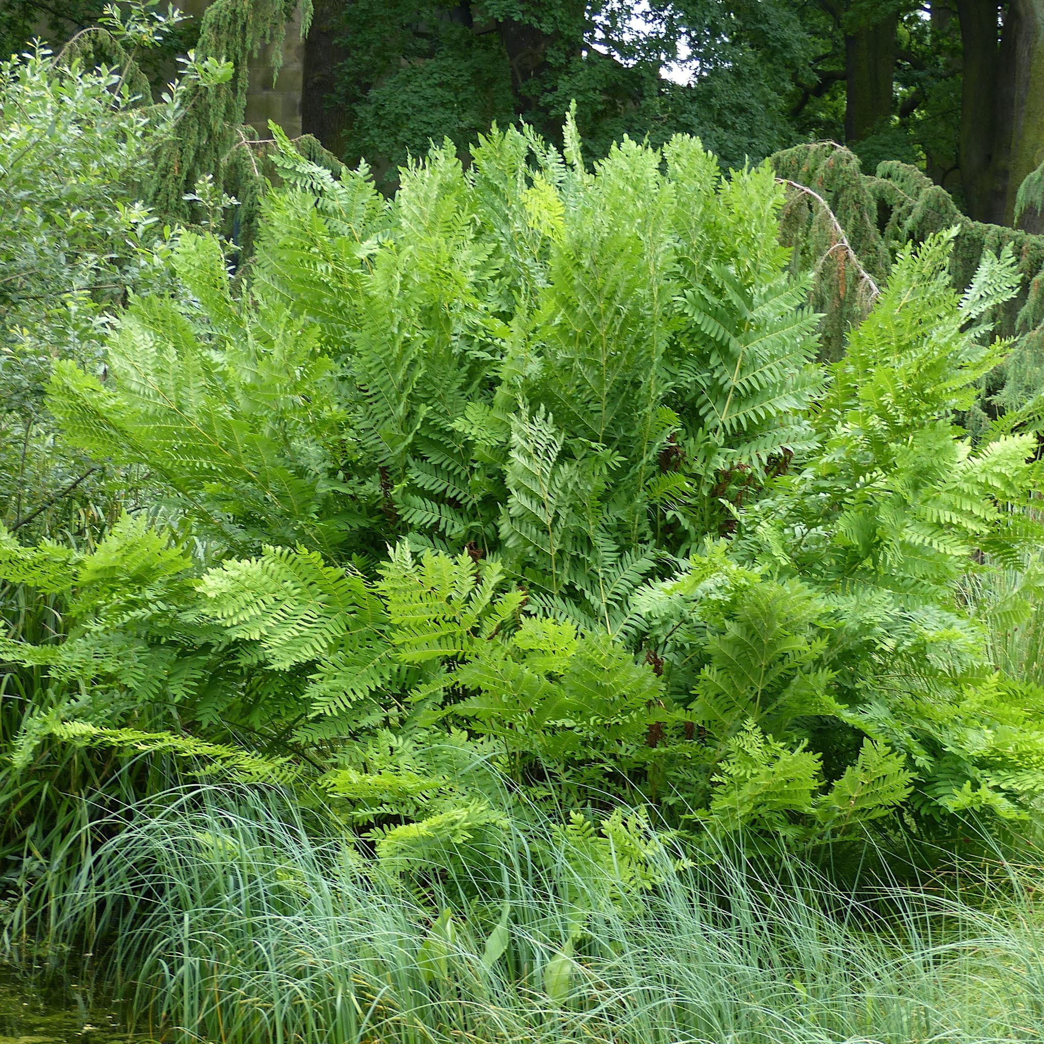 Osmunda regalis