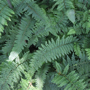 Polystichum setiferum 'Herrenhausen'