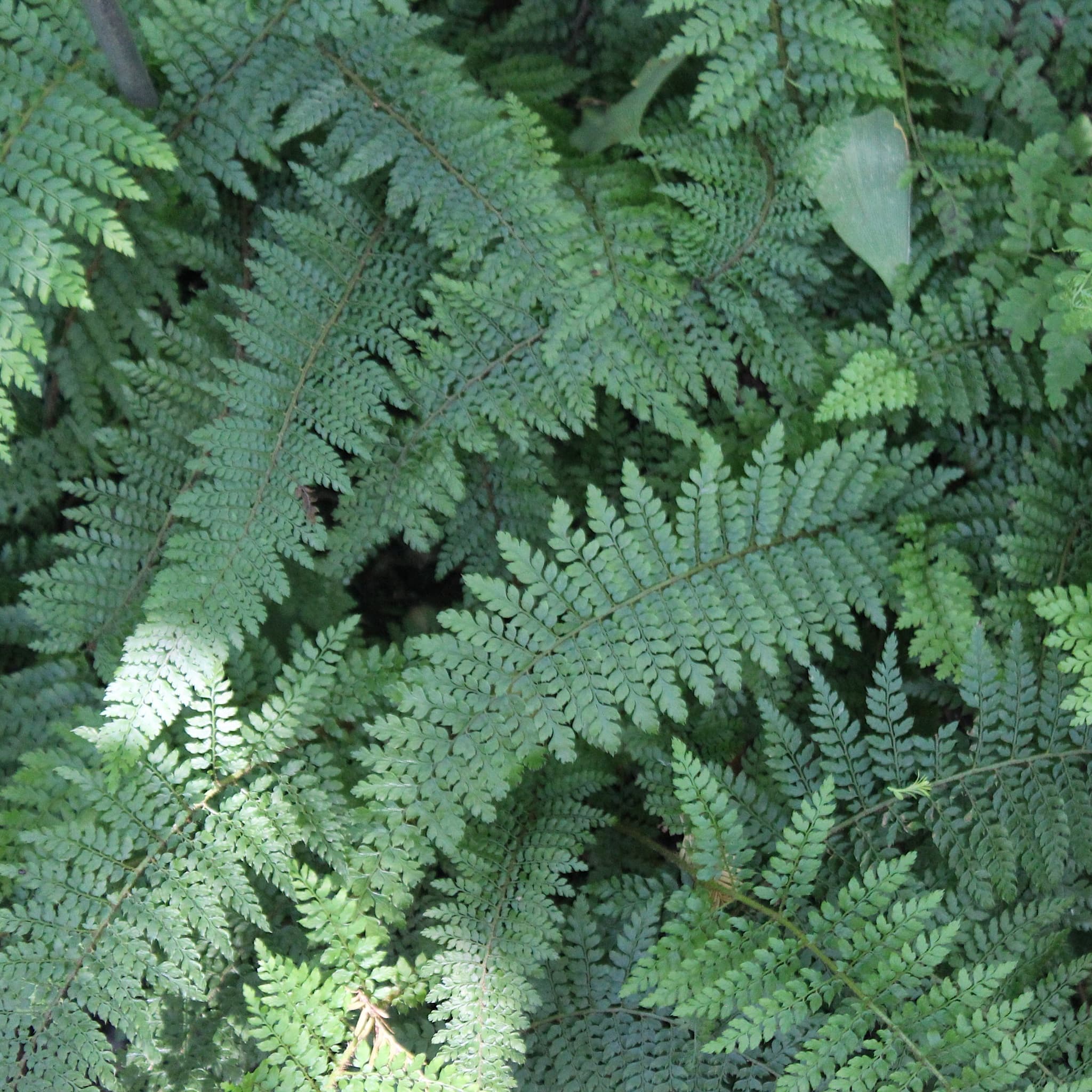 Polystichum setiferum 'Herrenhausen'
