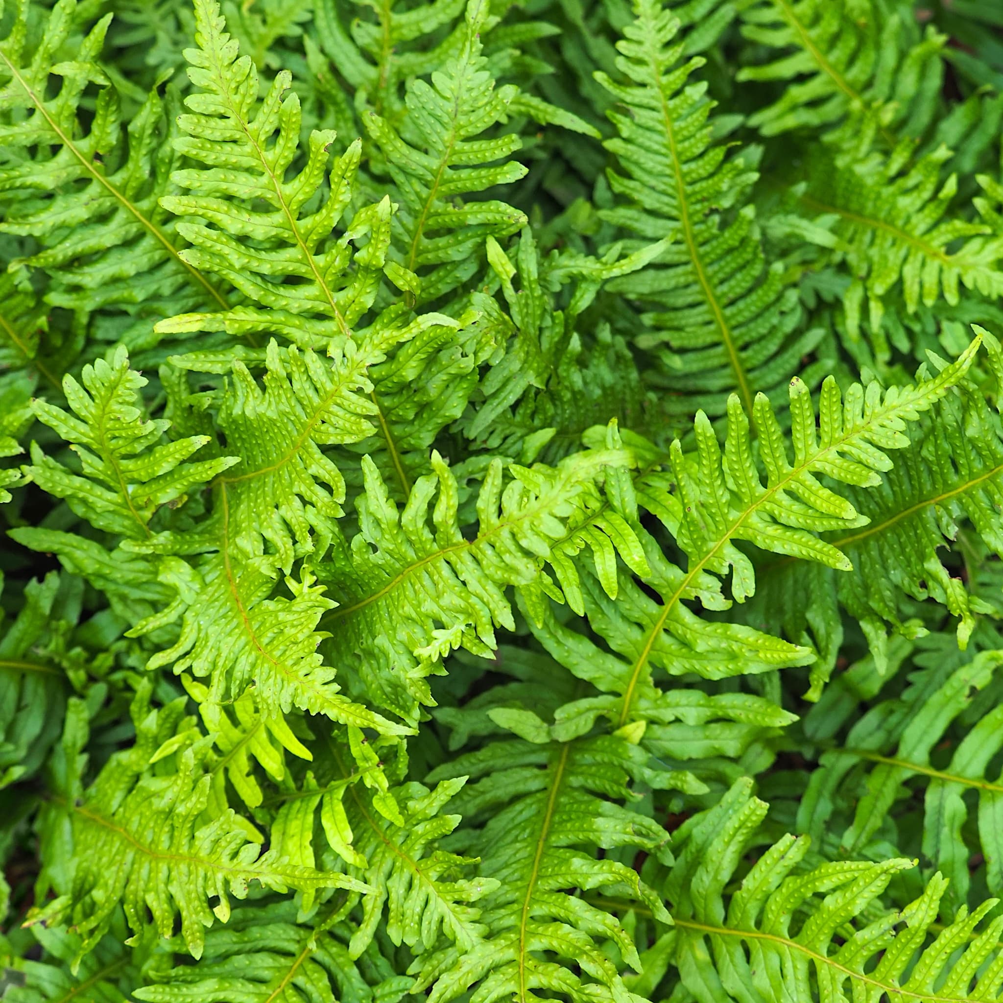 Polypodium vulgare