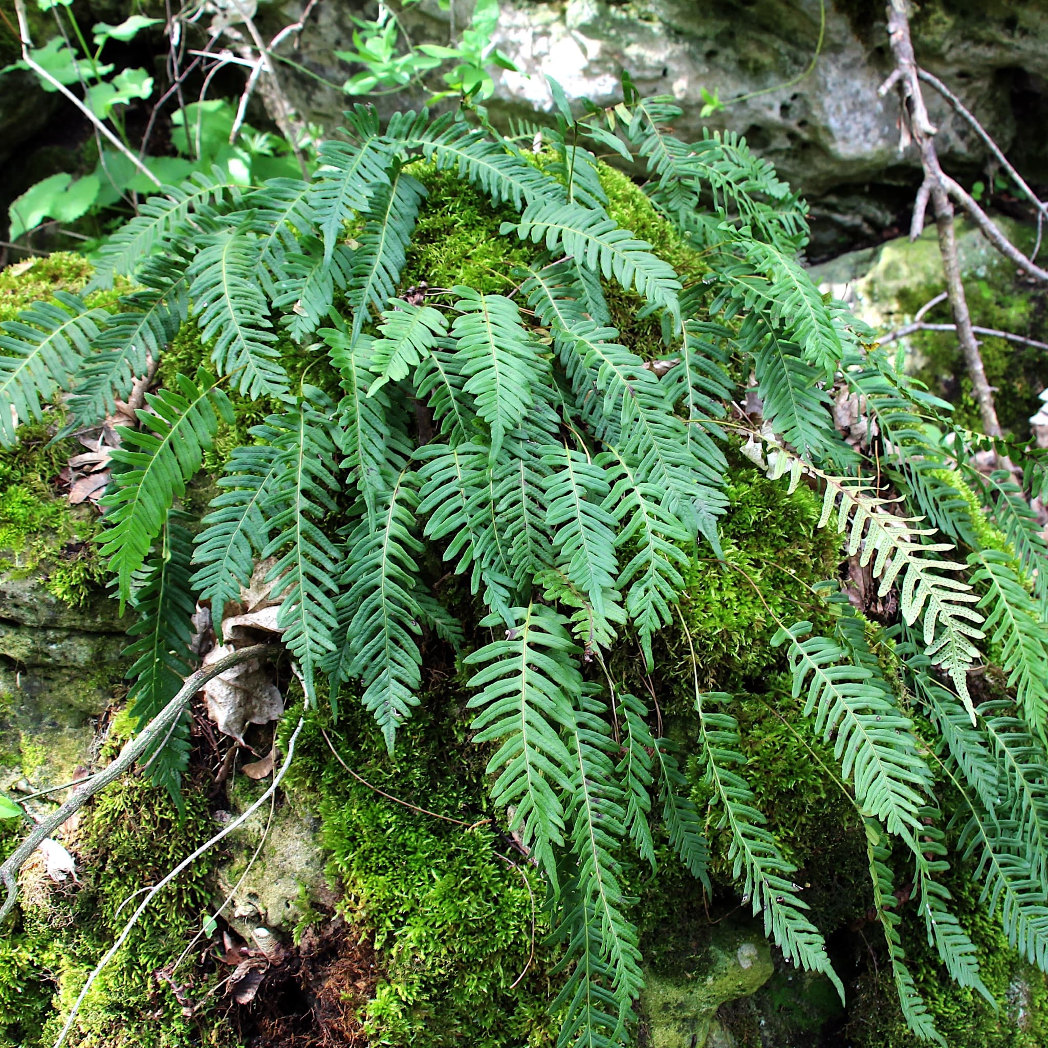 Polypodium vulgare