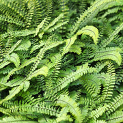 Adiantum pedatum 'Imbricatum'