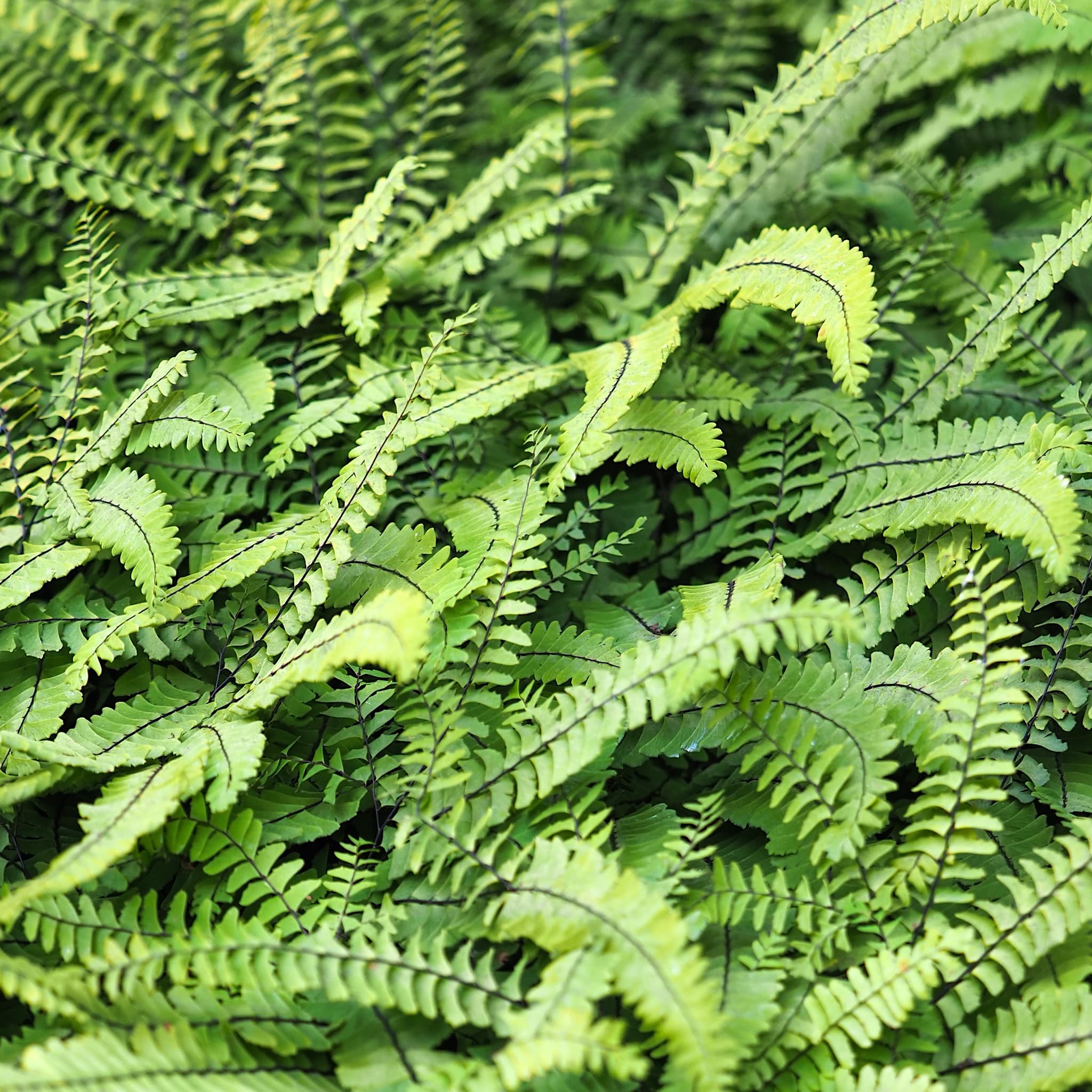 Adiantum pedatum 'Imbricatum'