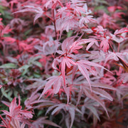 Acer palm. 'Shaina'
