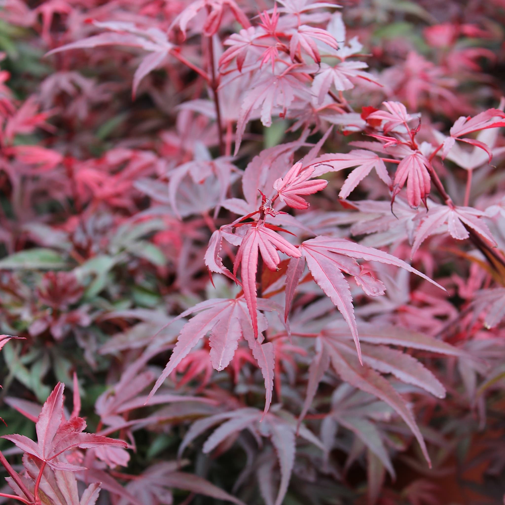 Acer palm. 'Shaina'