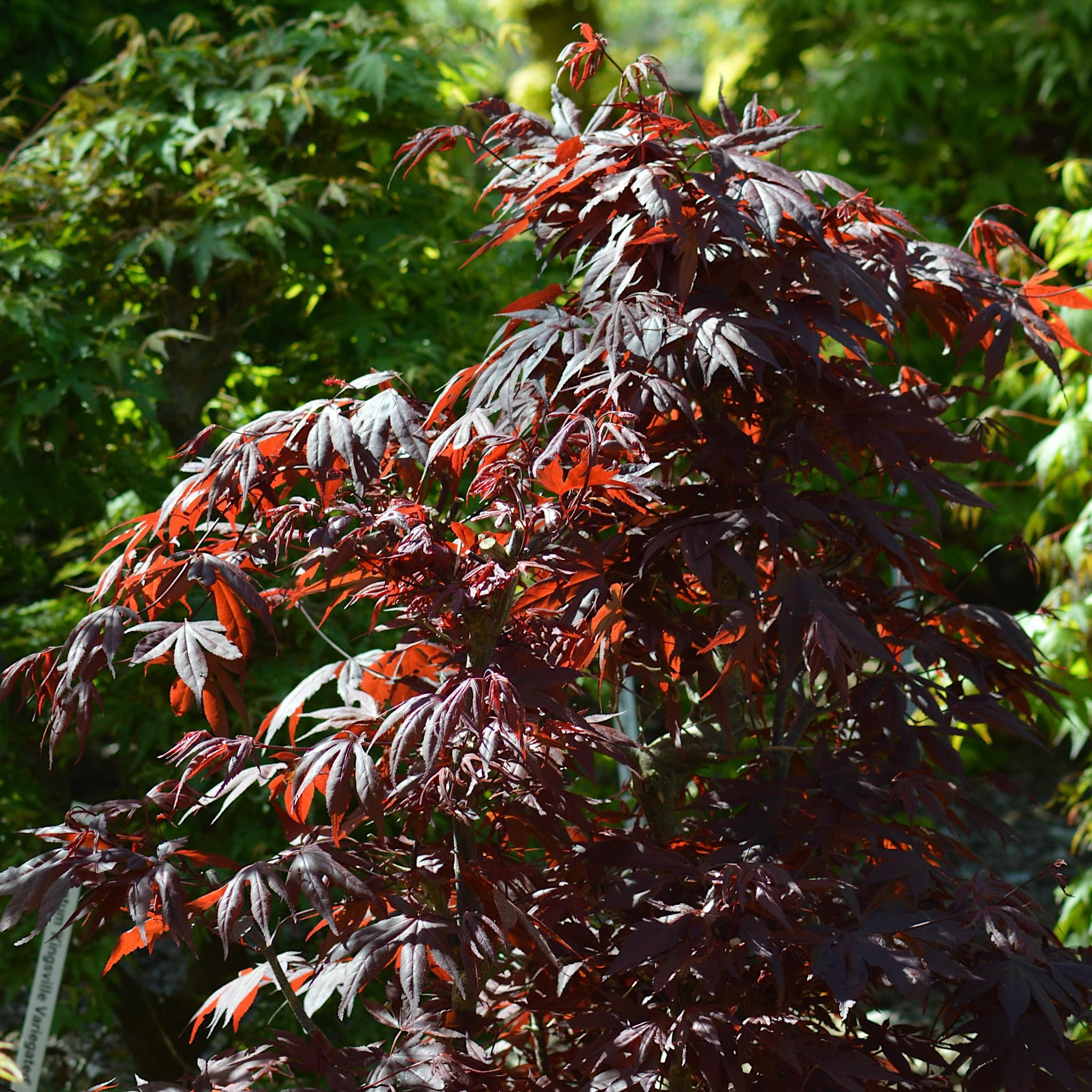 Acer palm. 'Shaina'
