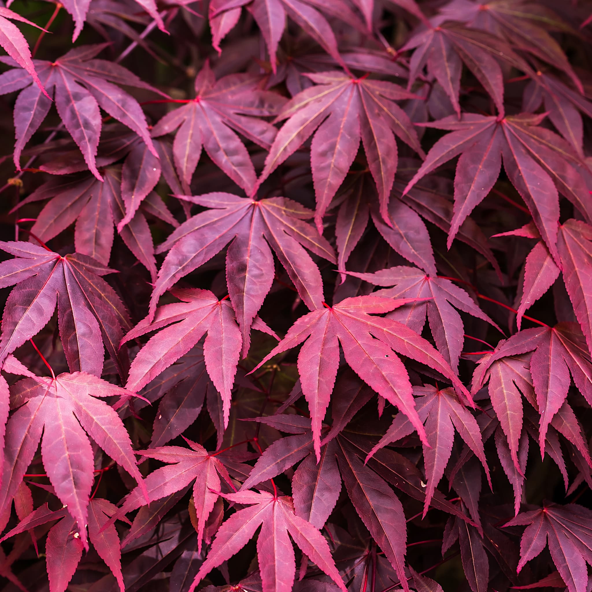 Acer palmatum 'Bloodgood'