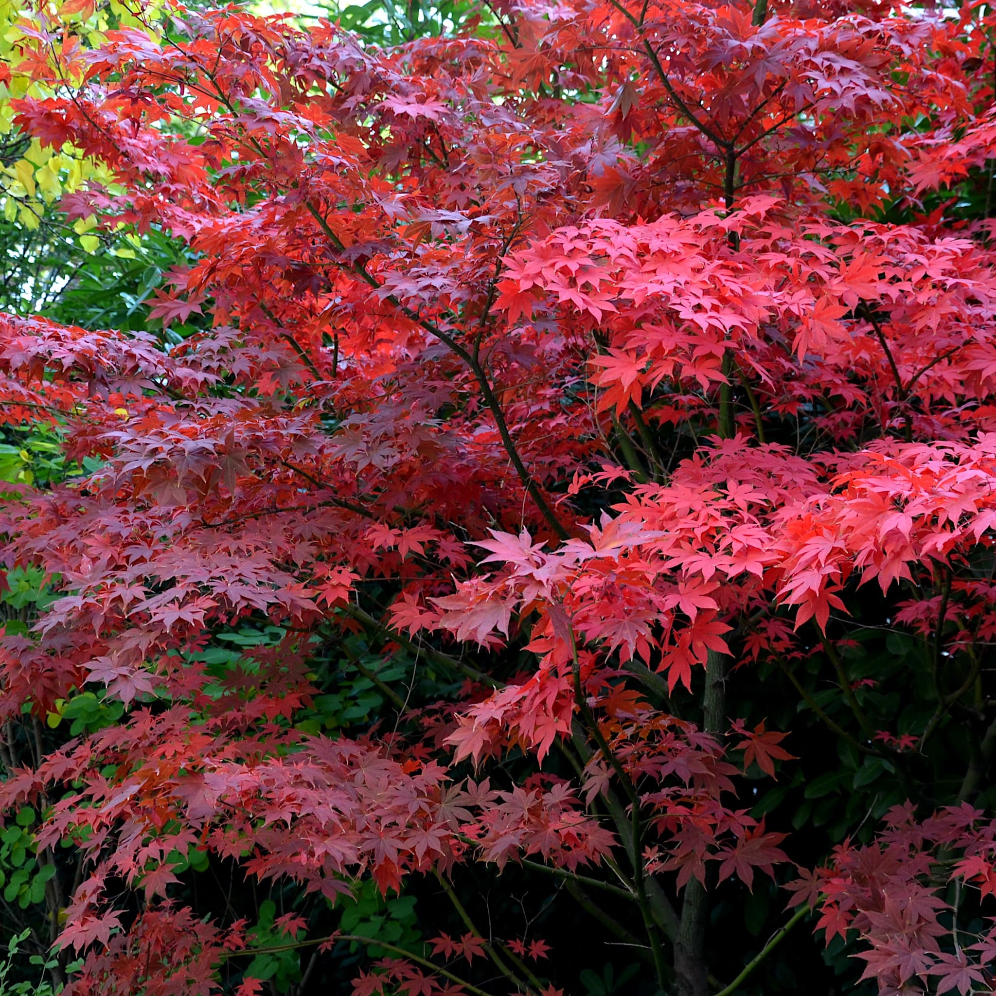 Acer palmatum 'Bloodgood'