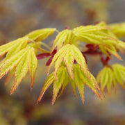 Acer palm. ‘Sango-kaku'
