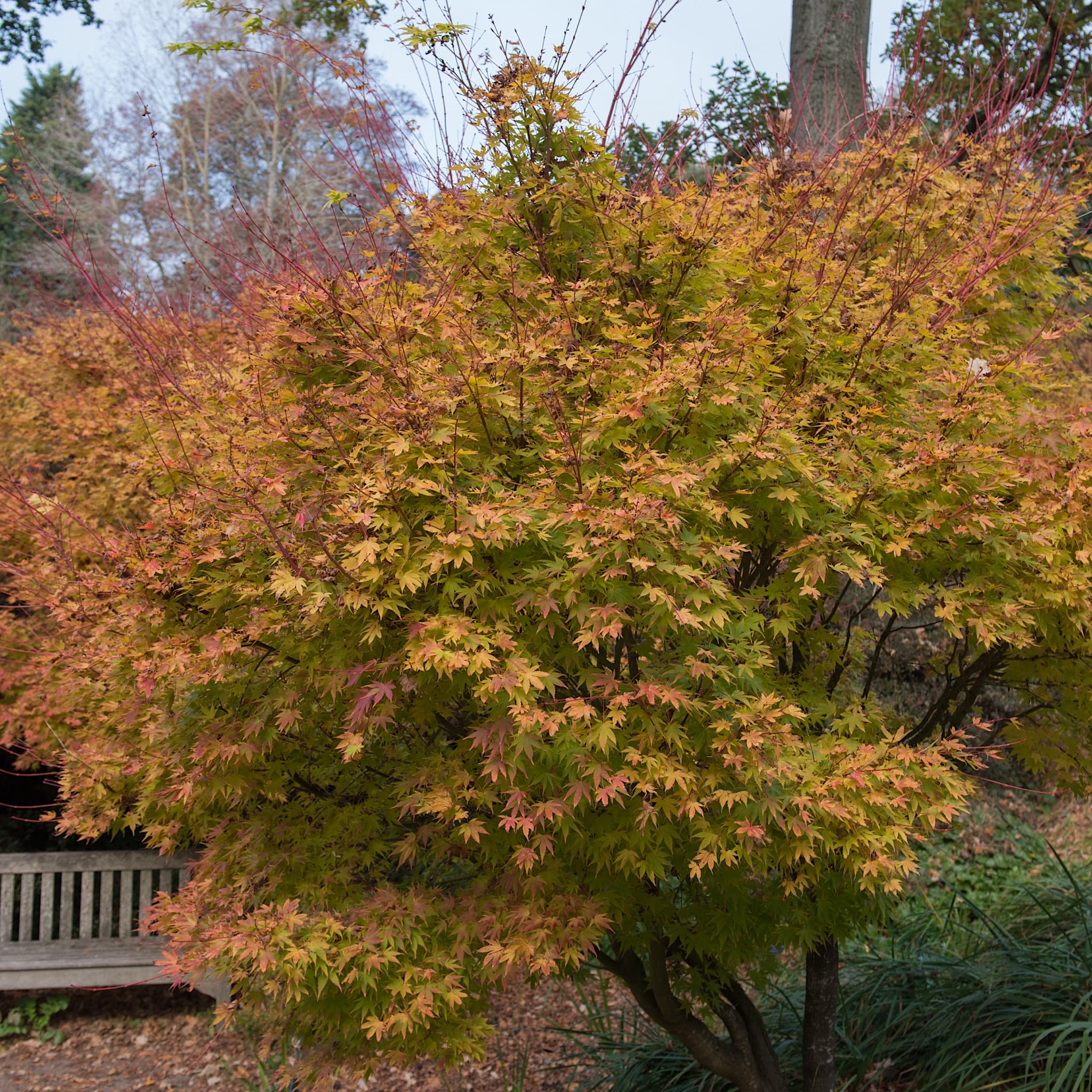 Acer palm. ‘Sango-kaku'