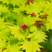 Acer shirasawanum 'Aureum'