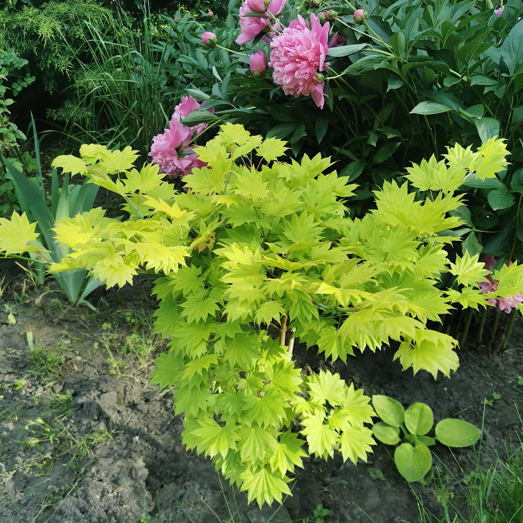 Acer shirasawanum 'Aureum'