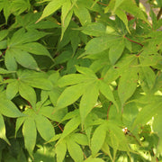 Acer palm. 'Osakazuki'