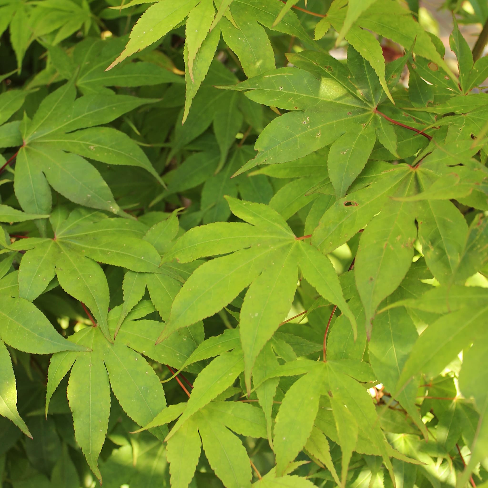 Acer palm. 'Osakazuki'