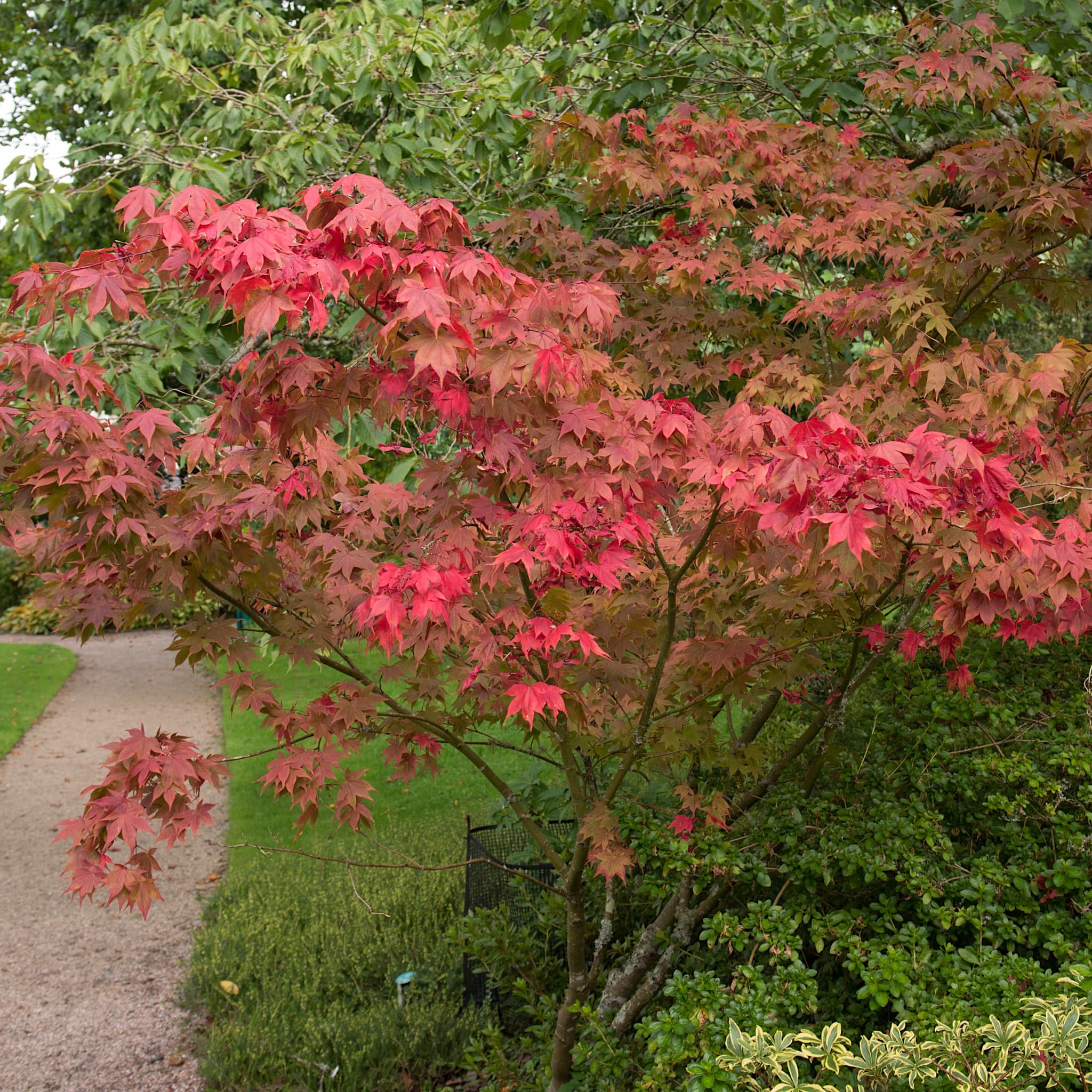 Acer palm. 'Osakazuki'