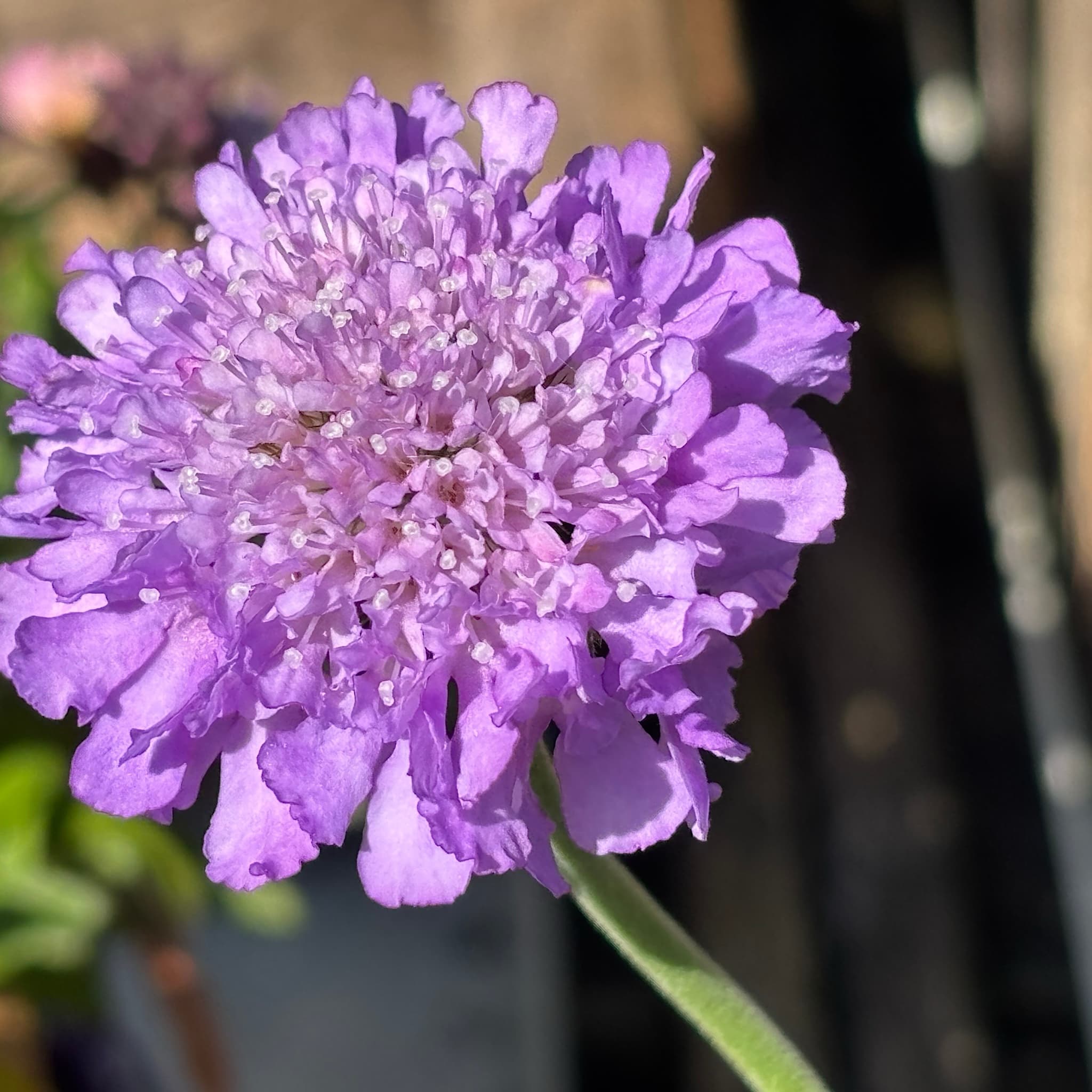 Scabiosa 'Mariposa Blue'