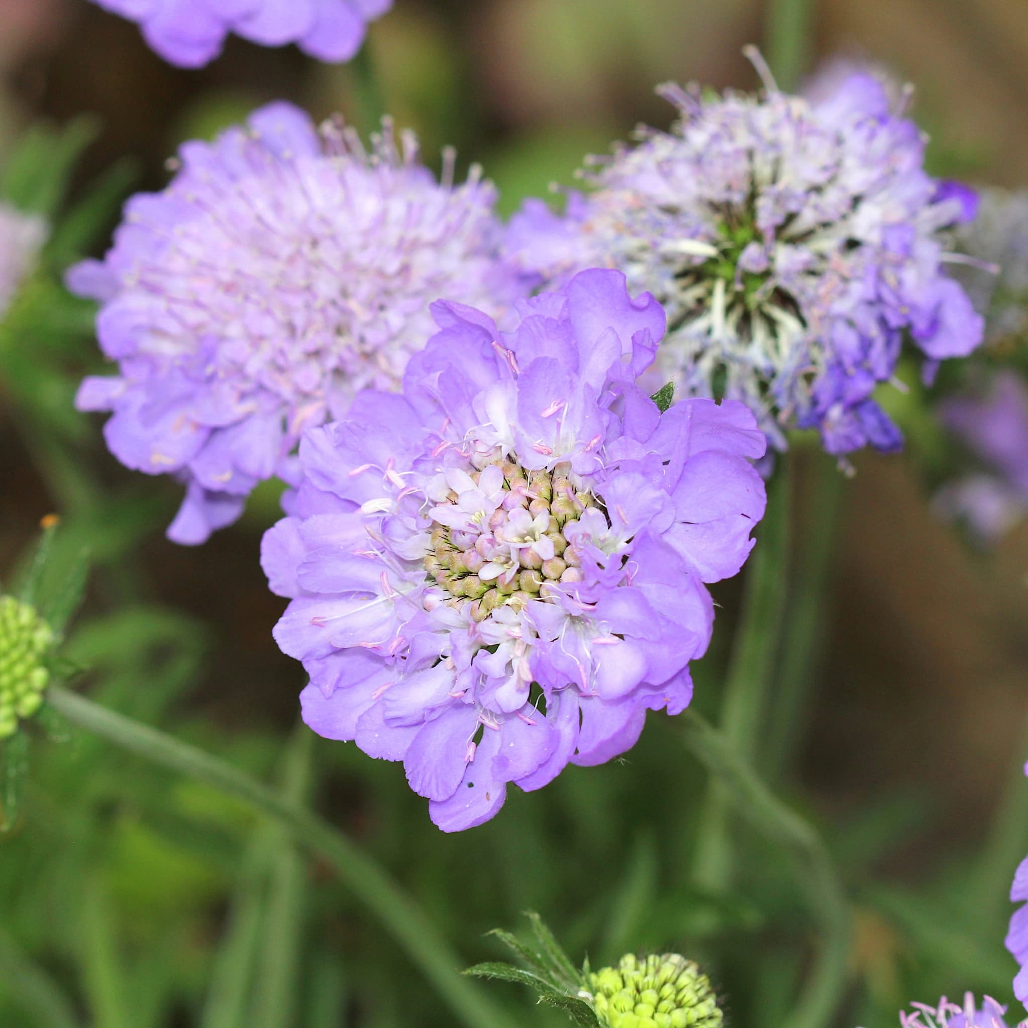 Scabiosa 'Mariposa Blue'