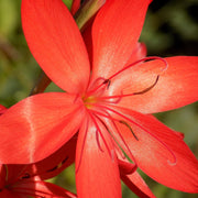 Schizostylis cocc. 'Major'