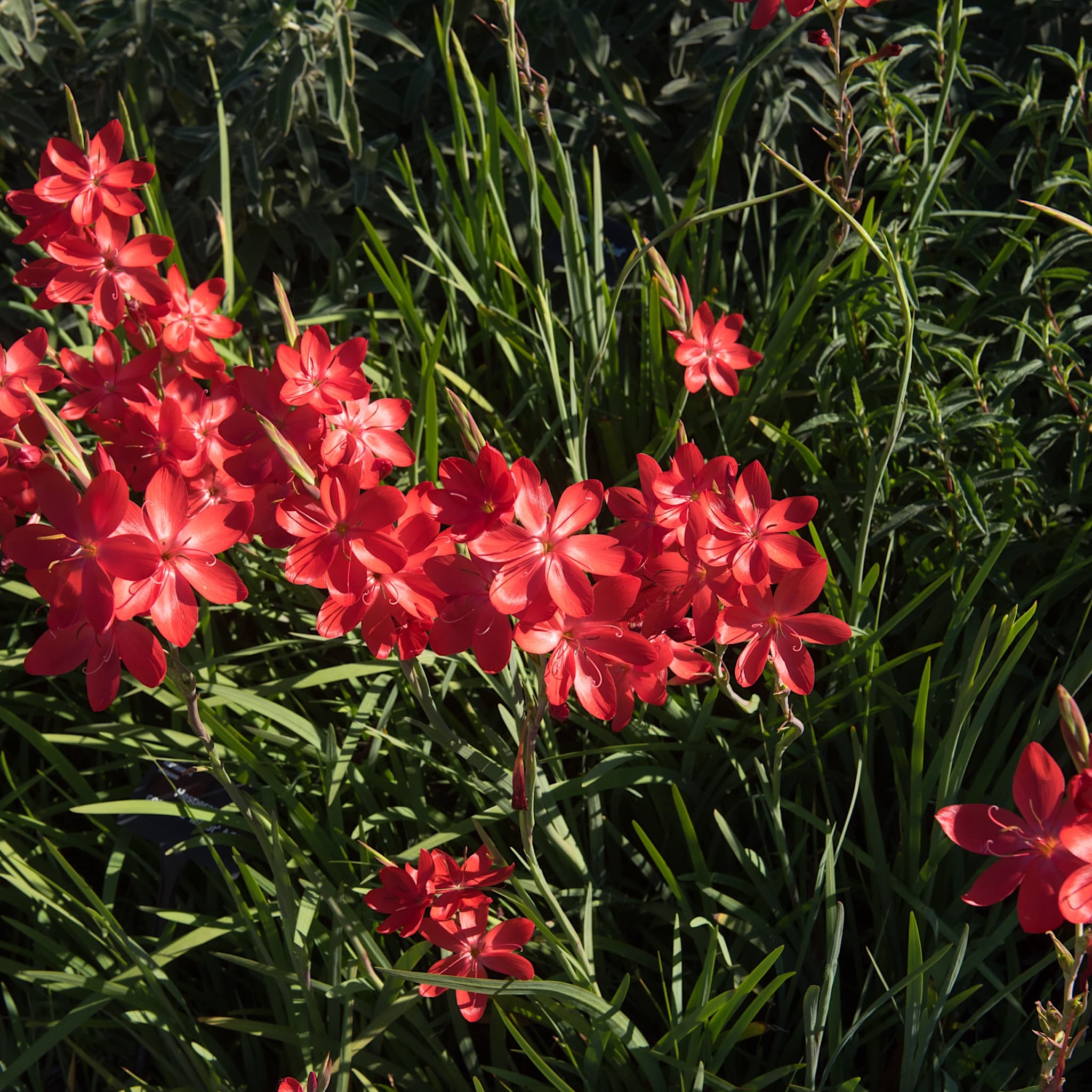 Schizostylis cocc. 'Major'