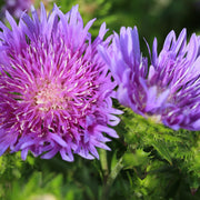 Stokesia laevis 'Blue Star'
